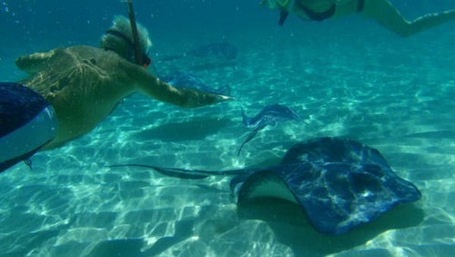 Ian swims with stingrays.JPG © Ian & Andrea Treleaven